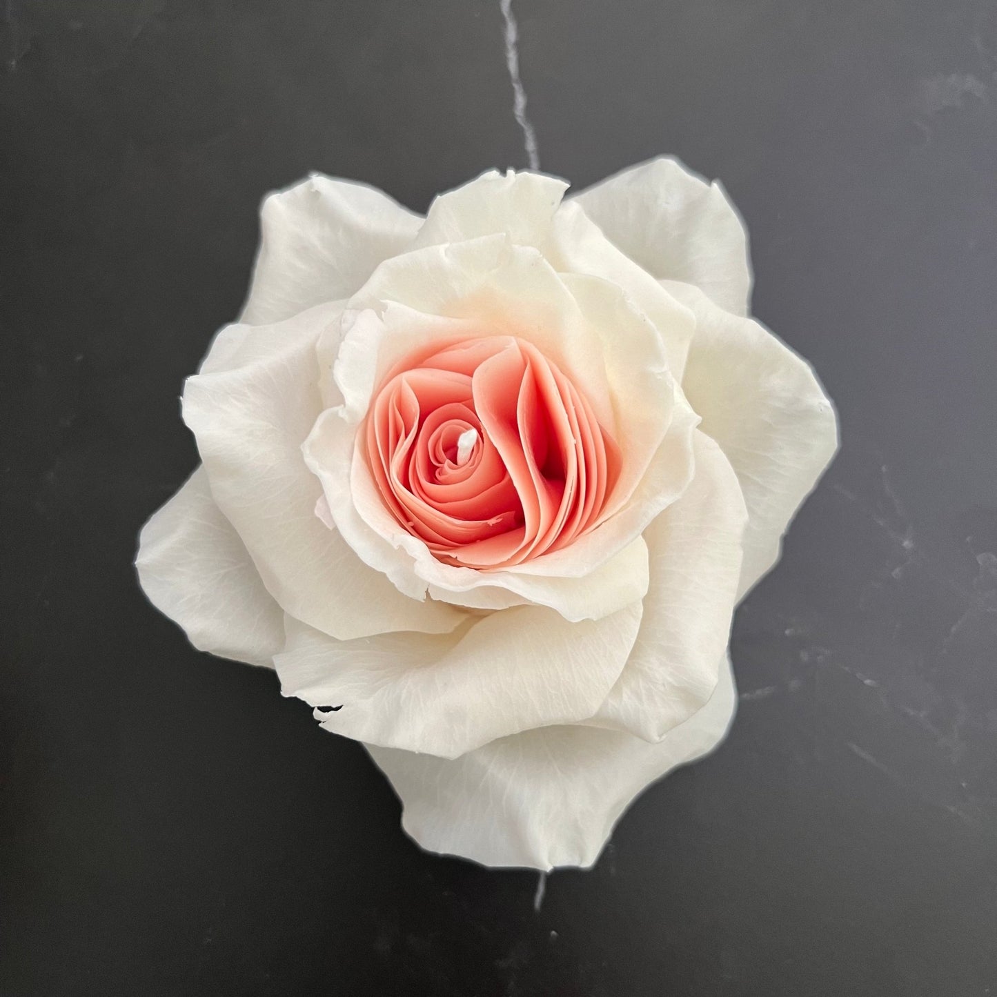 Rose Weiß Pink - Exclusive by Olga