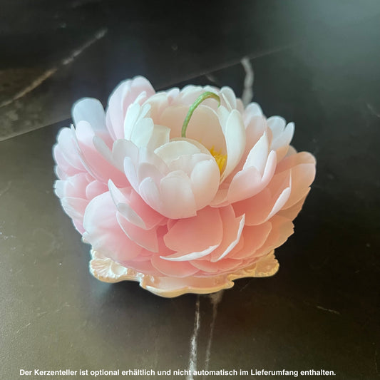 Signature Peony-Kerze Pink - Weiß