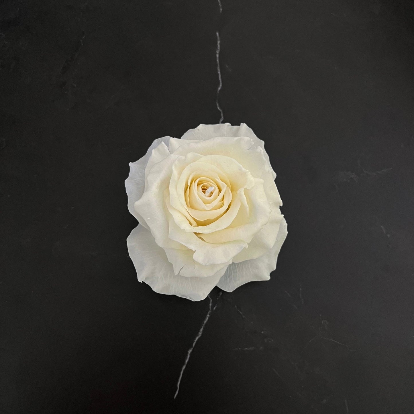 Siganture Rose - Kerze Weiß - Exclusive by Olga