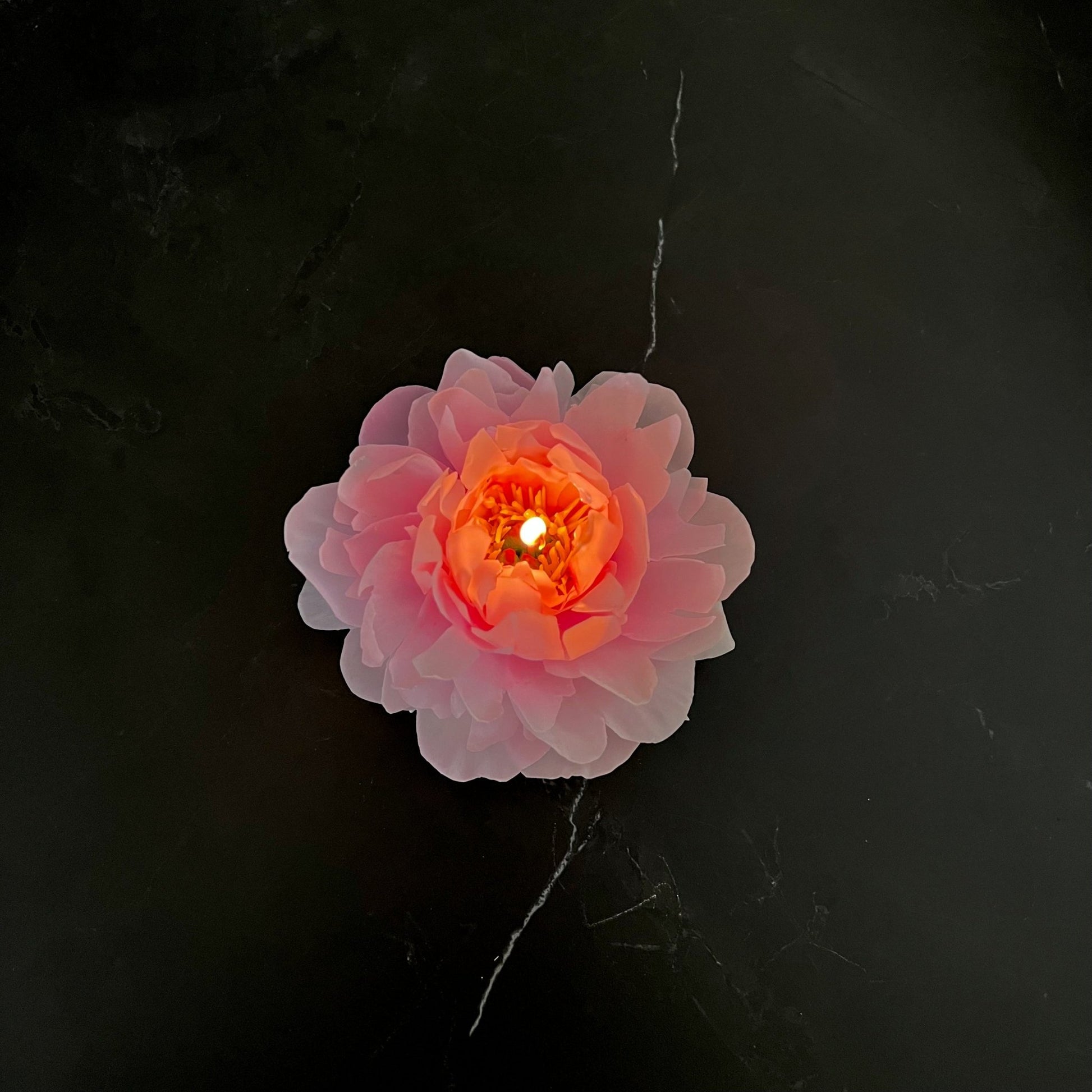 Signature Peony - Kerze Pink - Exclusive by Olga