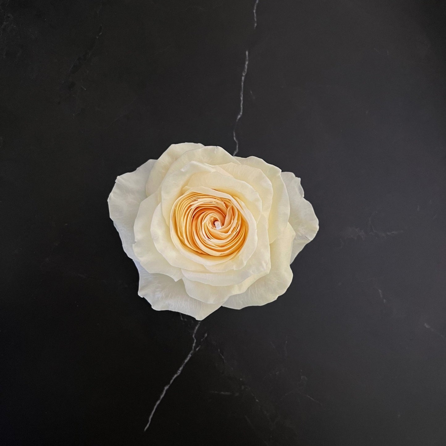 Signature Rosen - Kerze Gelb - Exclusive by Olga