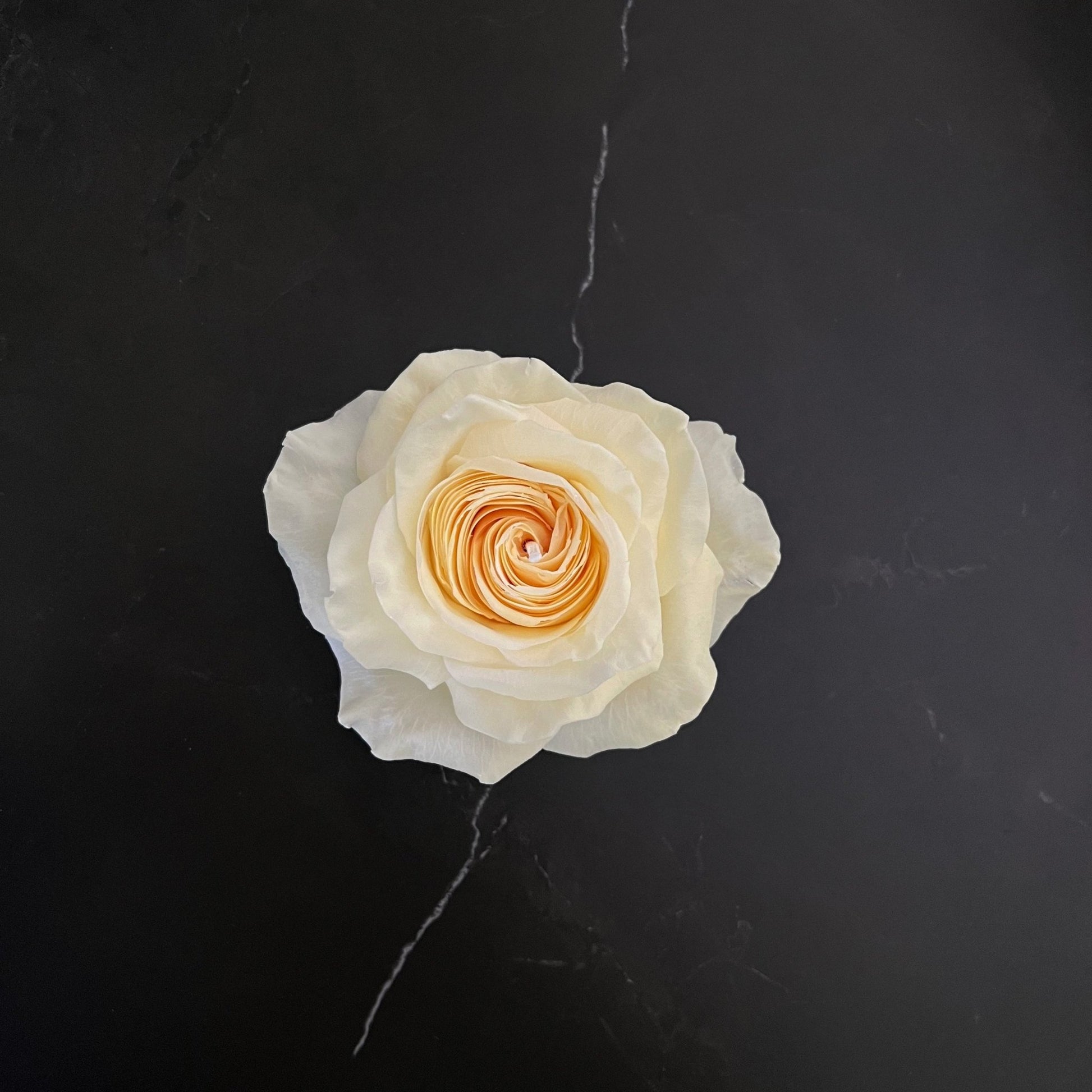 Signature Rosen - Kerze Gelb - Exclusive by Olga